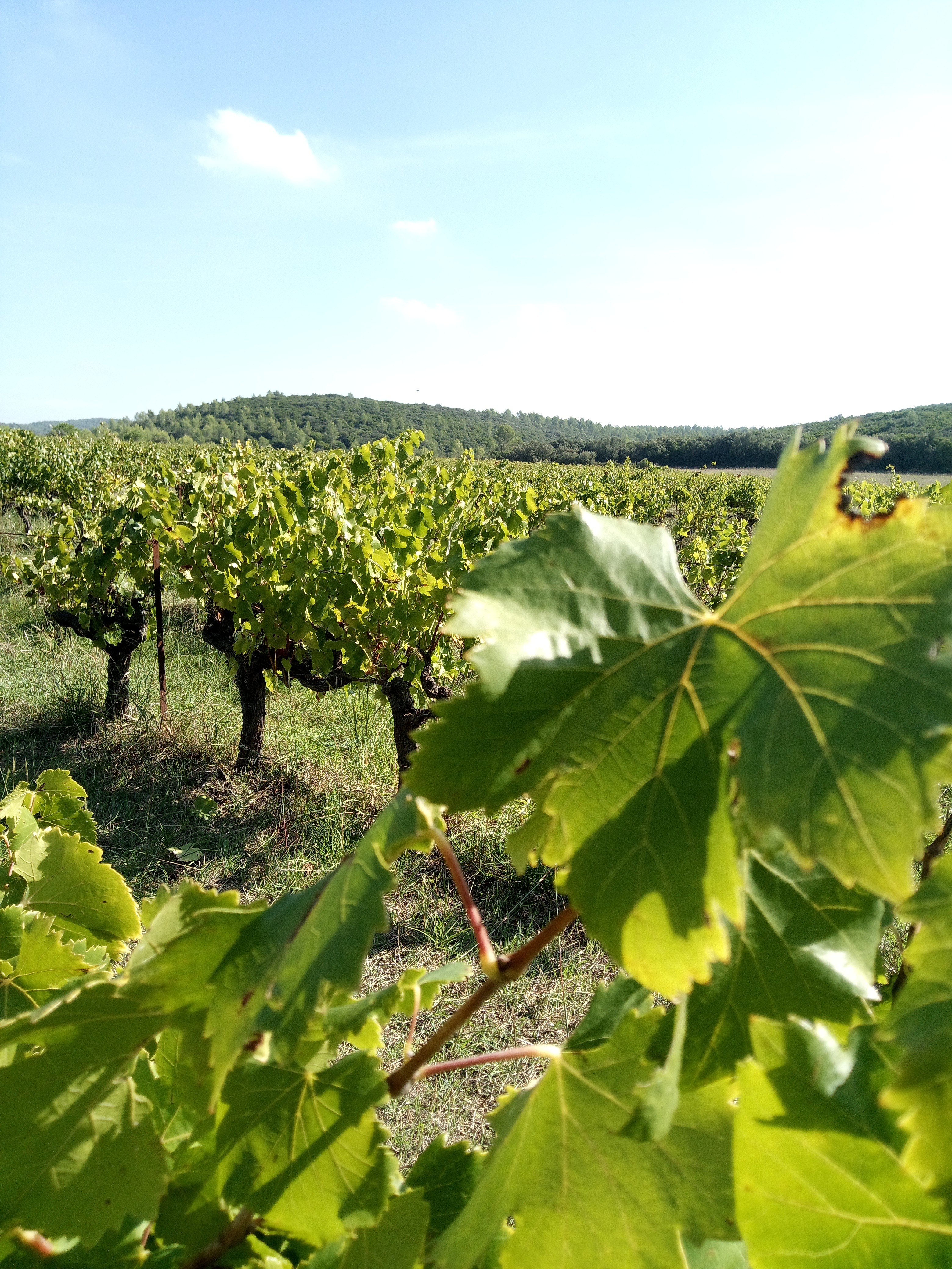 Feuilles de vigne et rangées de vignes
