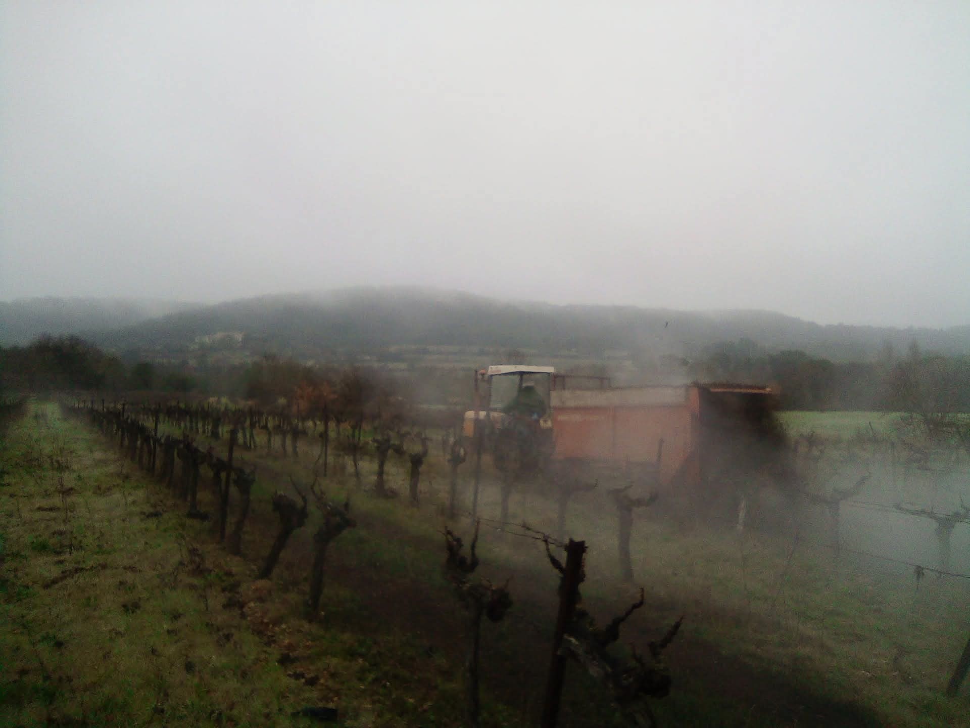 Rangées de vignes en hiver par temps brumeux