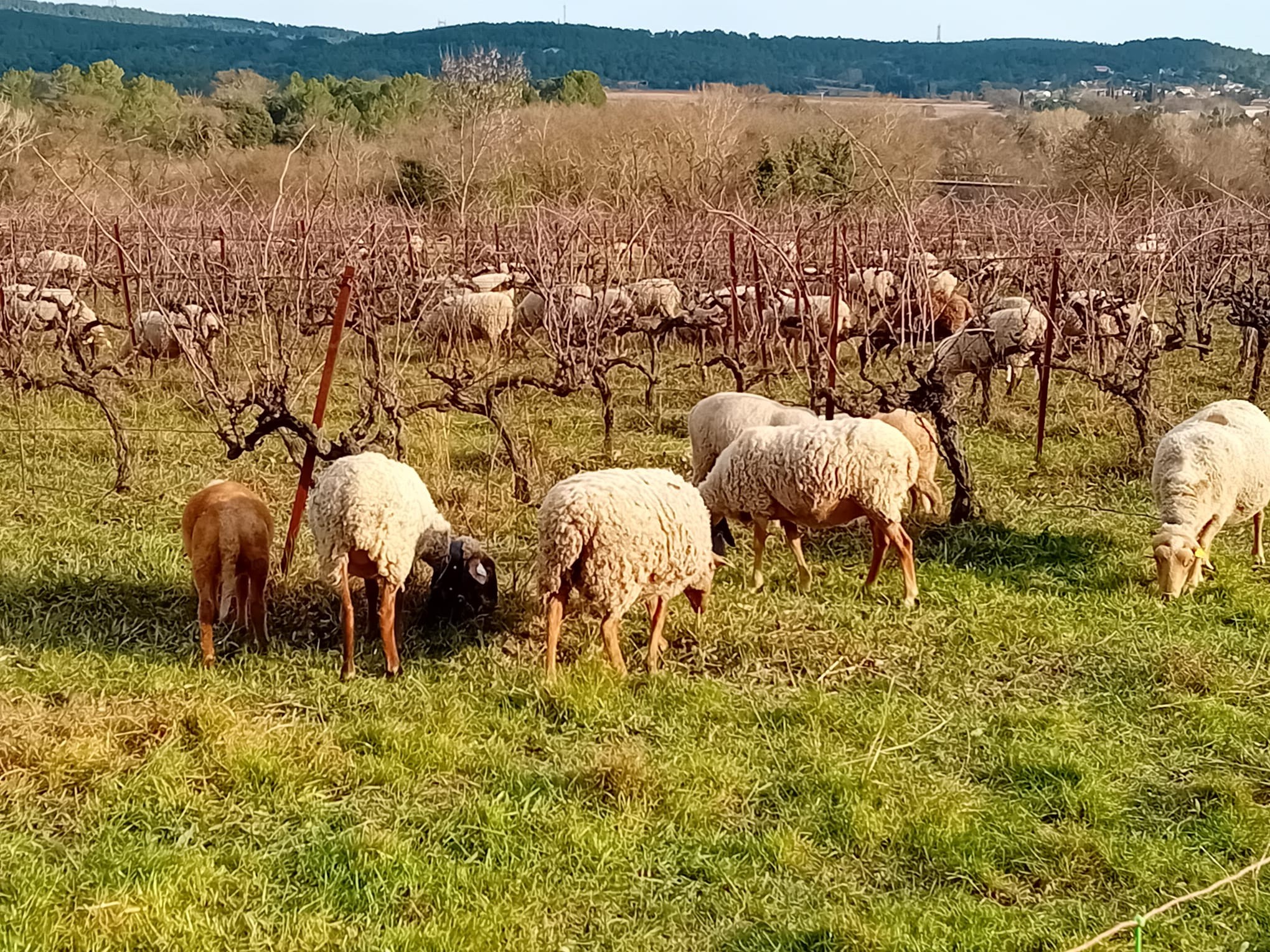 Moutons pâturant entre les vignes pour désherber