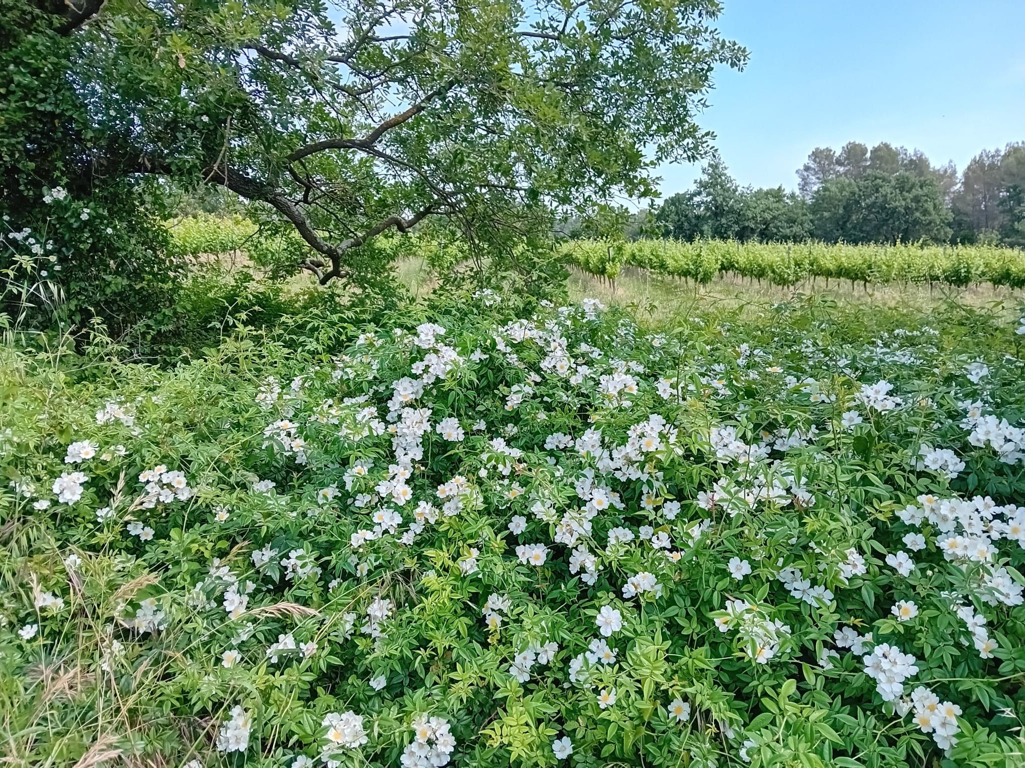 Herbes naturellement présentes sur les rives des terrasses qui donnent ses senteurs aux futurs vins