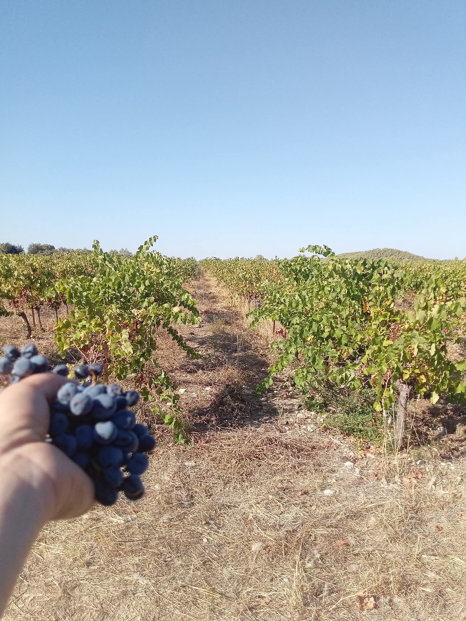 Grappe de raisin rouge devant des rangées de vignes