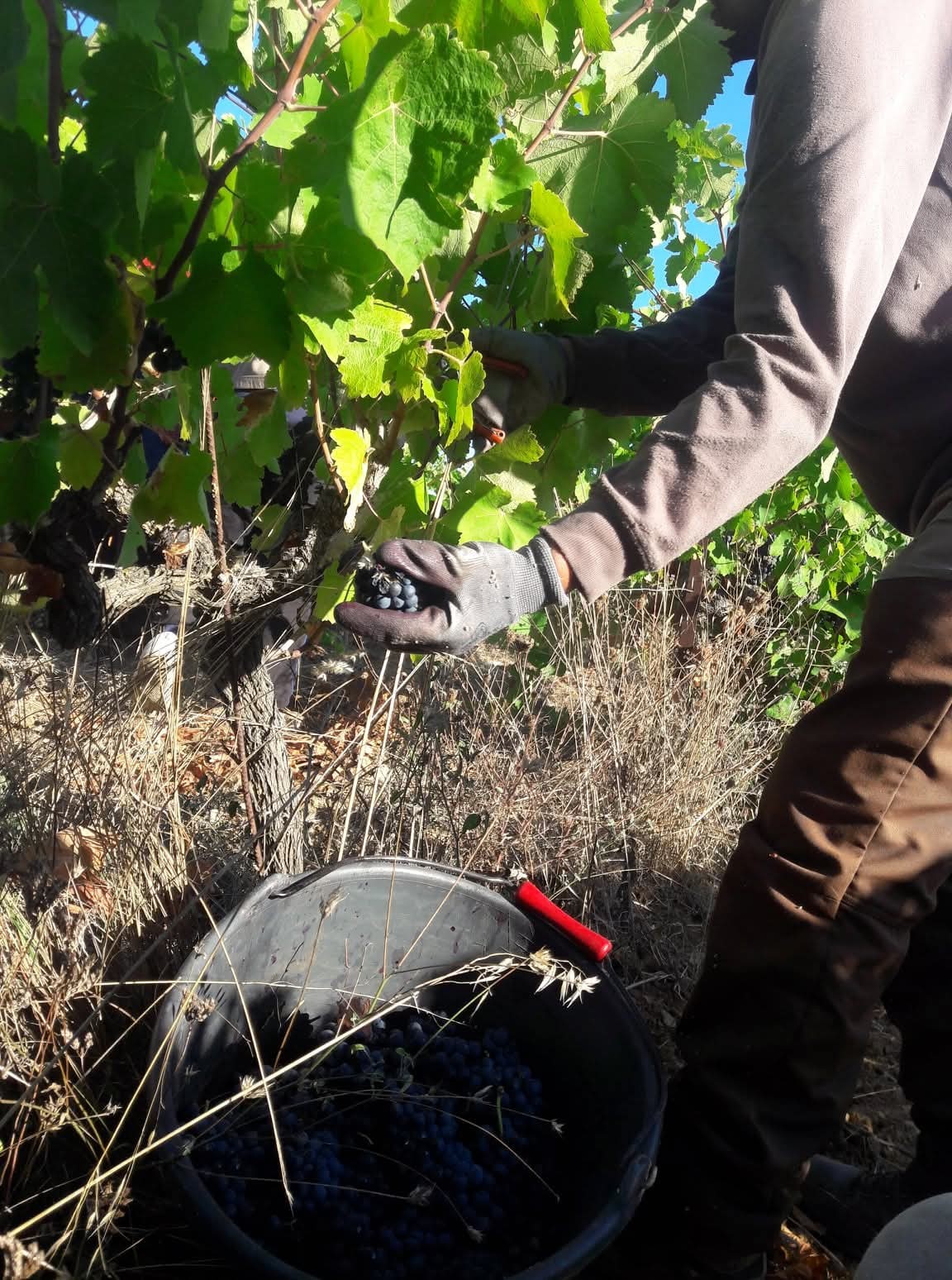 Vendange d'un pied de vigne à la main
