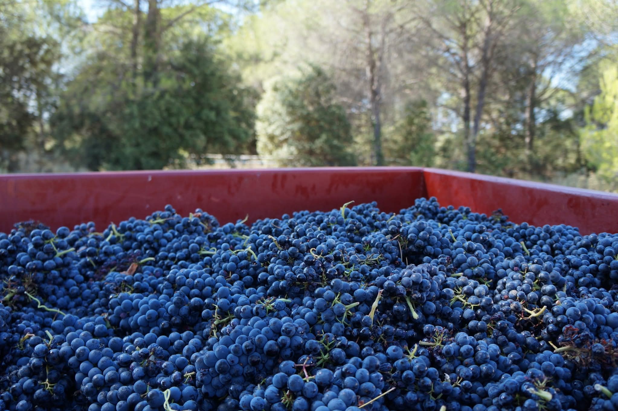 Grosse quantité de grappes de raisin récoltées